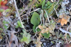 Pterostylis foliata