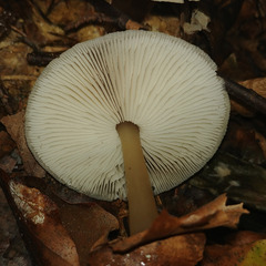 Rhodocollybia