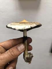 Psilocybe cubensis