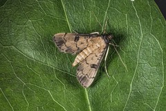 Nacoleia charesalis