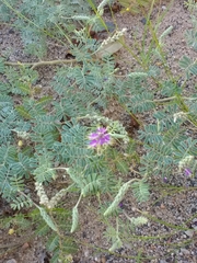 Dalea lanata
