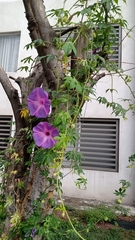 Ipomoea setosa melanotricha