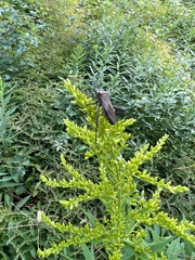 Acanthocephala femorata