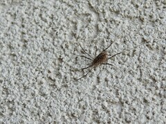 Arachnida