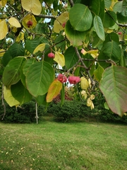 Euonymus