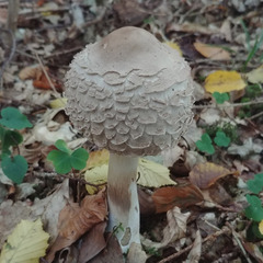 Rhacodium