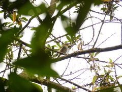 Cyclarhis nigrirostris