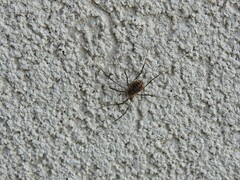 Arachnida