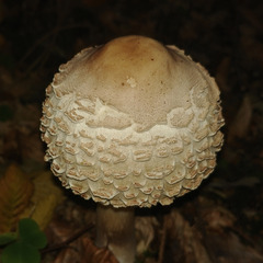 Rhacodium