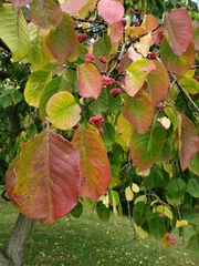 Euonymus