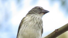 Saltator striatipectus