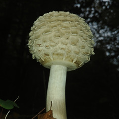 Rhacodium