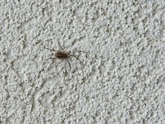 Arachnida