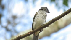 Saltator striatipectus