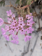 Abronia angustifolia