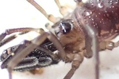 Oskoron spinosus