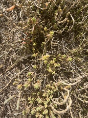 Suaeda novae-zelandiae