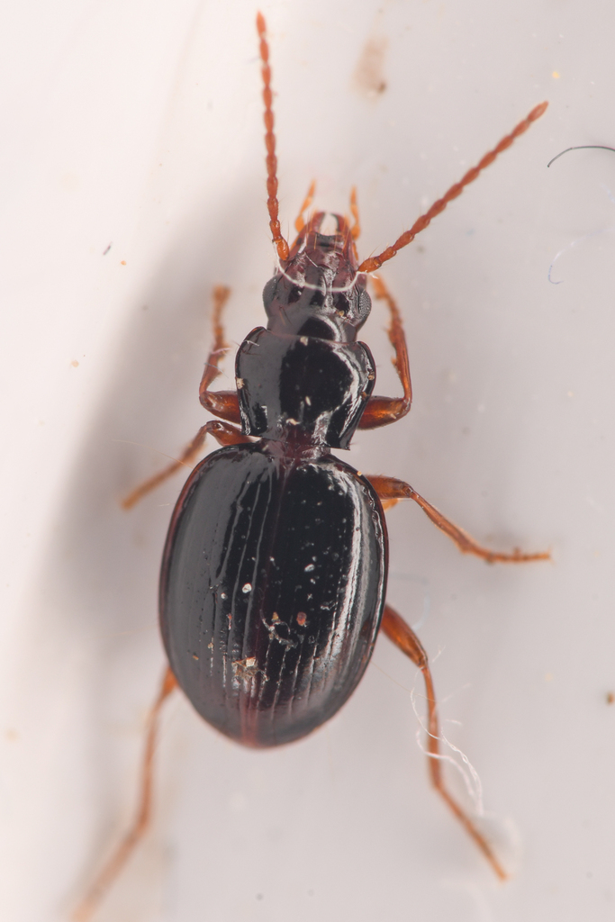Trechus ovipennis