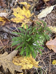 Dendrolycopodium hickeyi