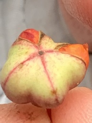 Euonymus occidentalis