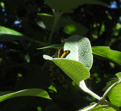 Adelpha leuceria