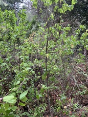 Euonymus occidentalis