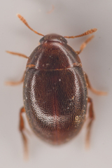 Lederia arctica