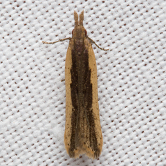 Dichomeris ligulella