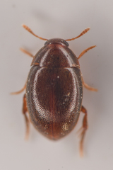 Lederia arctica
