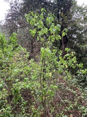 Euonymus occidentalis