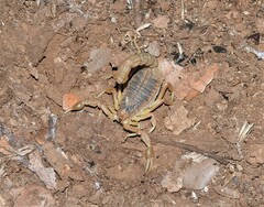 Buthus albengai
