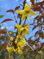 Forsythia
