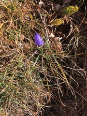 Campanula cespitosa