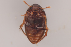 Lederia arctica