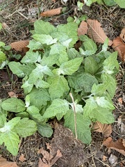 Chenopodium album