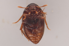 Lederia arctica