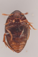 Lederia arctica
