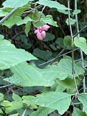 Euonymus occidentalis
