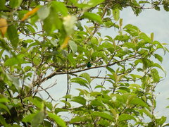 Chlorochrysa calliparaea