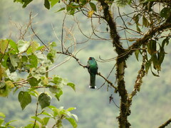 Trogon personatus