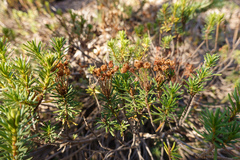 Phyllodoce empetriformis