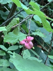 Euonymus occidentalis