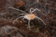 Phalangodidae