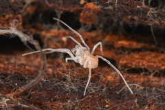 Phalangodidae
