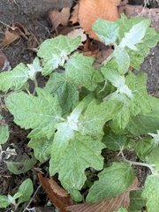 Chenopodium album