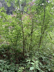 Euonymus occidentalis