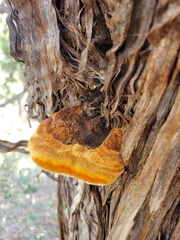 Pyrofomes juniperinus