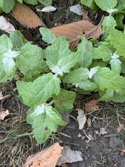 Chenopodium album