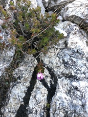 Rhodothamnus chamaecistus