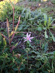 Colchicum cupanii